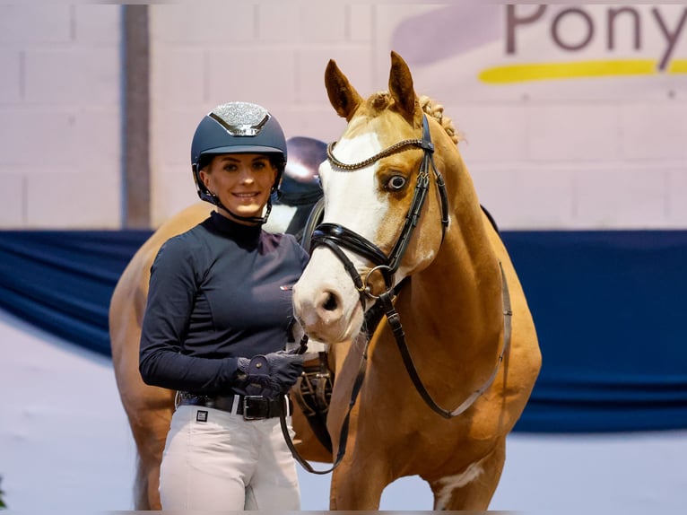 German Riding Pony Gelding 7 years 14,2 hh Chestnut-Red in Marsberg