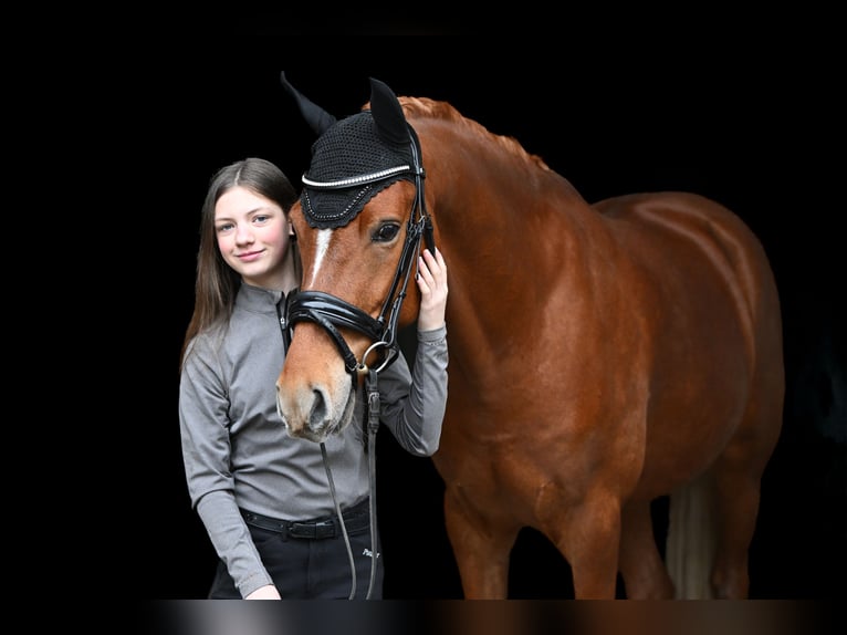 German Riding Pony Gelding 7 years 14,2 hh Chestnut-Red in Tönisvorst