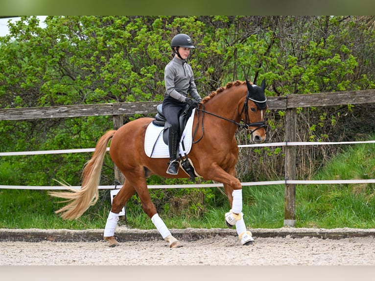German Riding Pony Gelding 7 years 14,2 hh Chestnut-Red in Tönisvorst