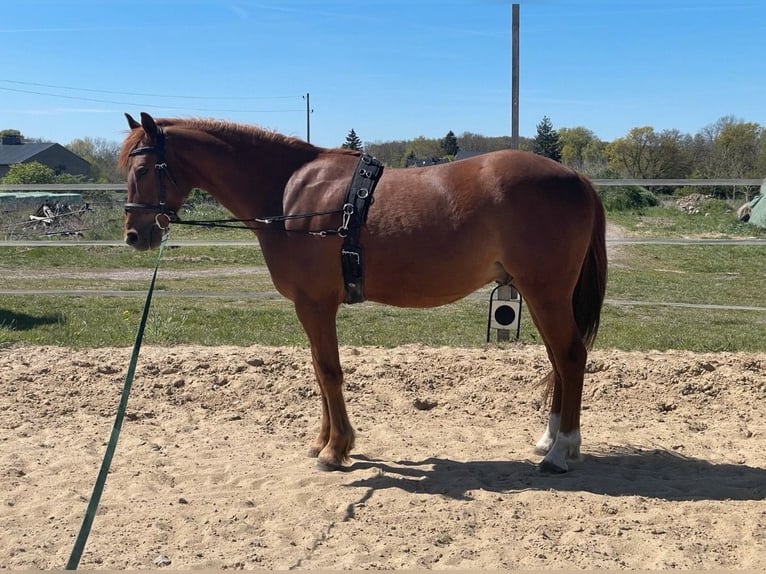 German Riding Pony Gelding 7 years 14.2 hh Chestnut-Red in Grüneberg