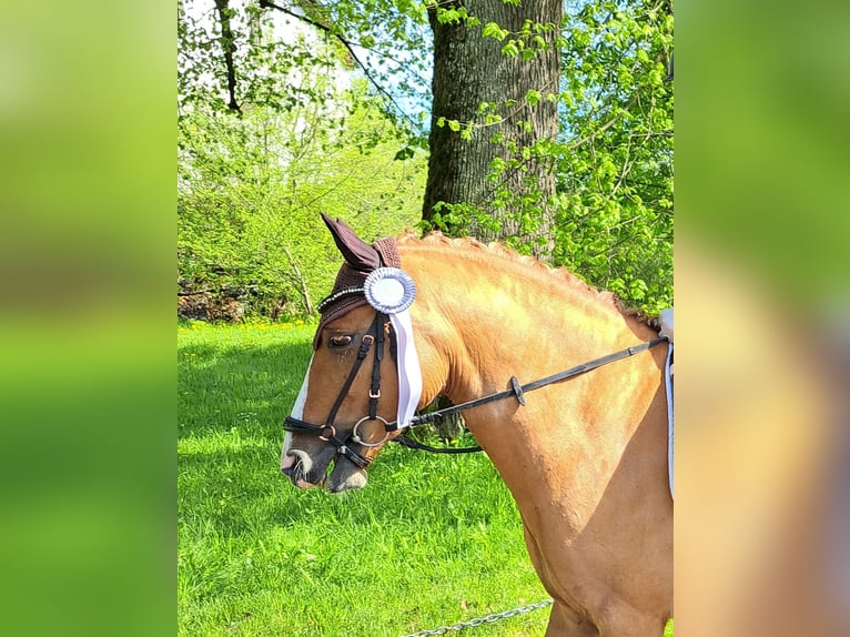 German Riding Pony Gelding 7 years 14,2 hh Dun in Rosenheim