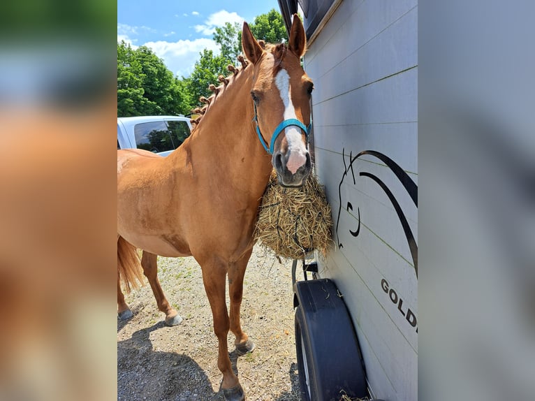 German Riding Pony Gelding 7 years 14,2 hh Dun in Rosenheim