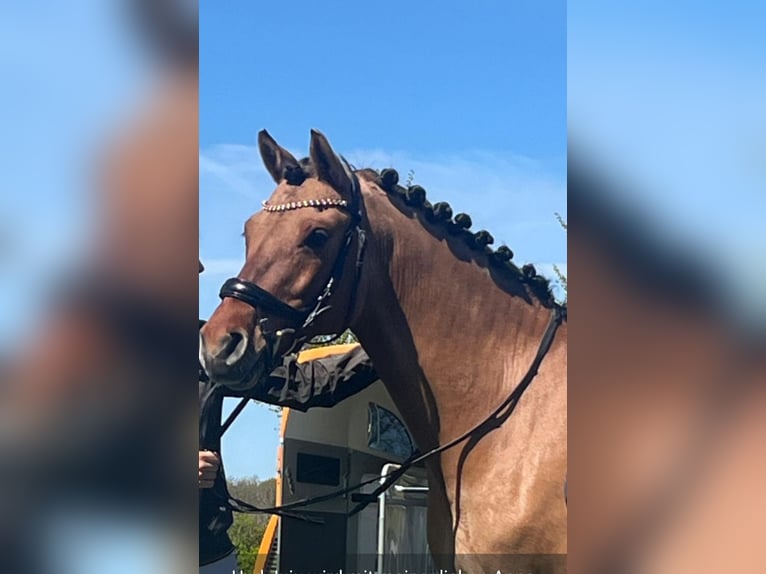 German Riding Pony Gelding 7 years 14.2 hh Dun in Scheggerott