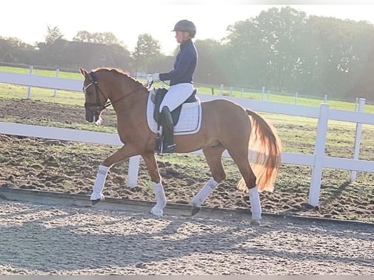 German Riding Pony Gelding 7 years 14,2 hh Dun in Recke, bei Osnabrück