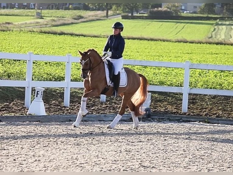 German Riding Pony Gelding 7 years 14,2 hh Dun in Recke, bei Osnabrück