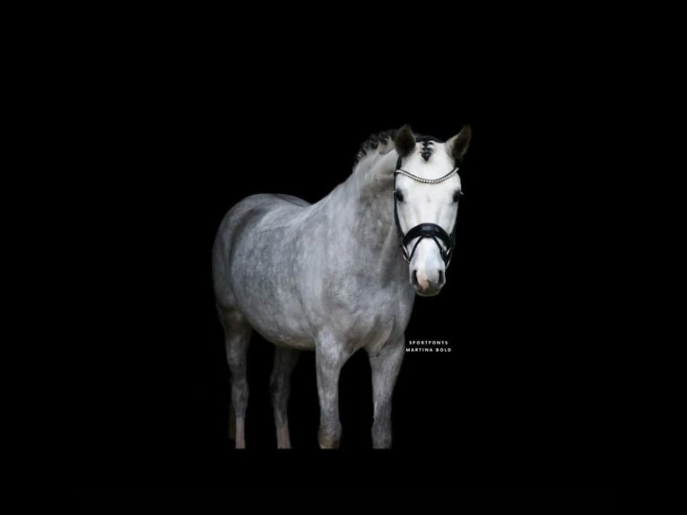 German Riding Pony Gelding 7 years 14.2 hh Grey in Recke, bei Osnabrück