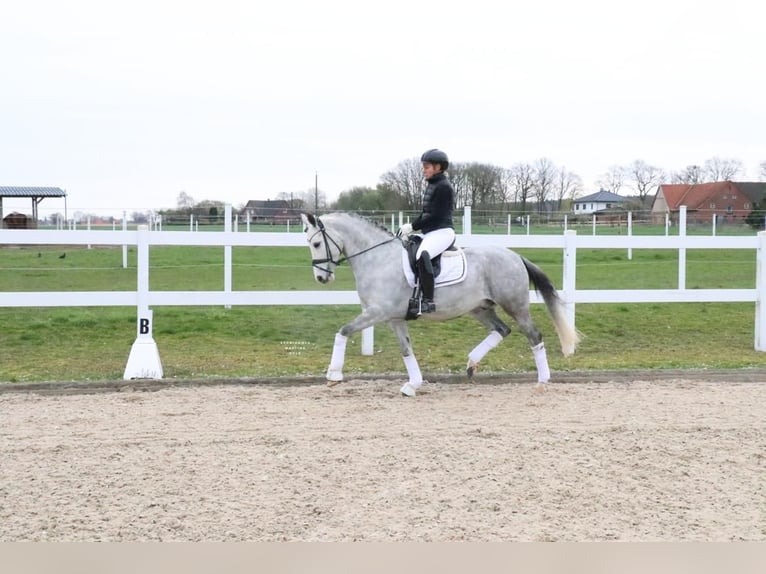 German Riding Pony Gelding 7 years 14.2 hh Grey in Recke, bei Osnabrück