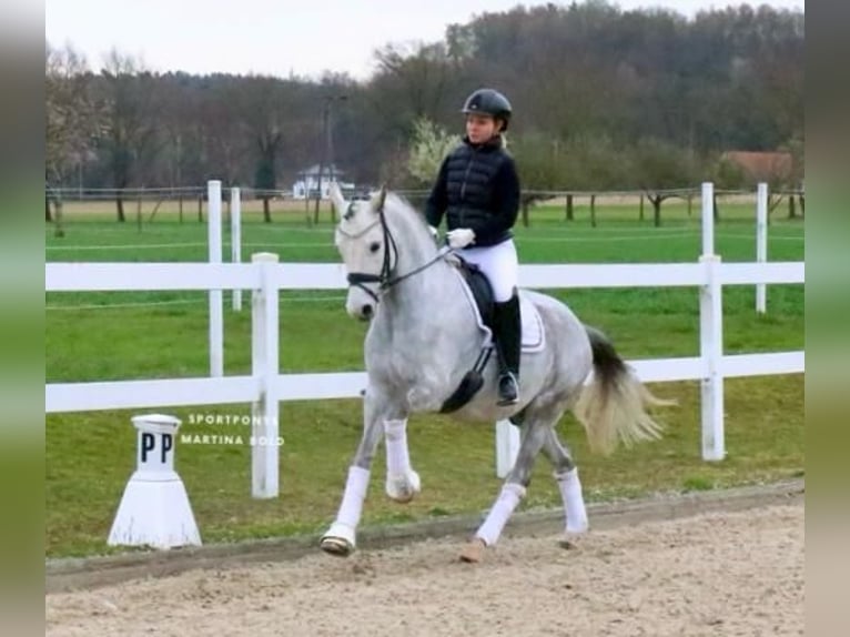 German Riding Pony Gelding 7 years 14.2 hh Grey in Recke, bei Osnabrück