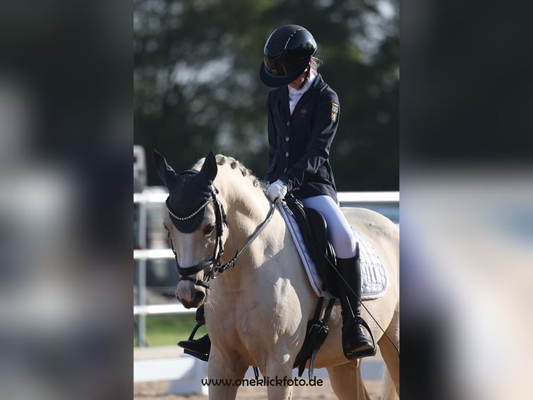 German Riding Pony Gelding 7 years 14,2 hh Palomino in Jengen