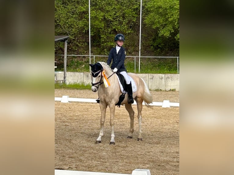 German Riding Pony Gelding 7 years 14,2 hh Palomino in Jengen