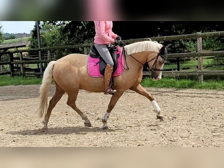 German Riding Pony Gelding 7 years 14.2 hh Palomino in Haltern am See