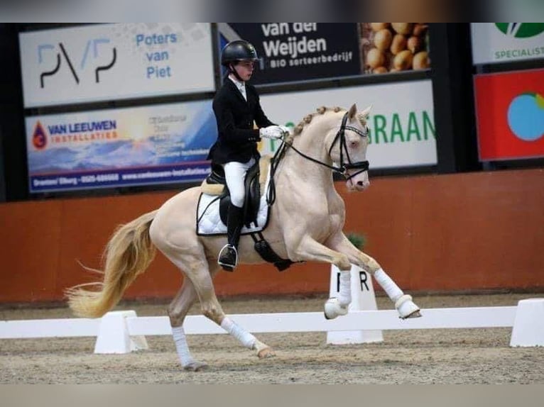 German Riding Pony Gelding 7 years 14.2 hh Perlino in Gemonde