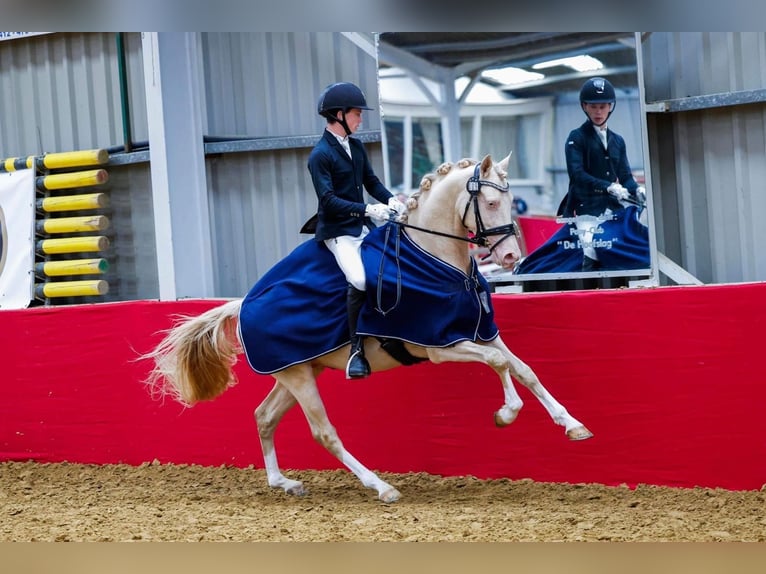 German Riding Pony Gelding 7 years 14.2 hh Perlino in Gemonde