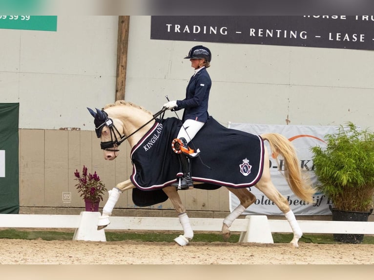 German Riding Pony Gelding 7 years 14.2 hh Perlino in Gemonde