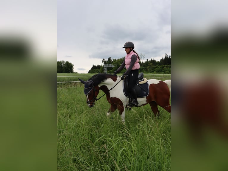 German Riding Pony Gelding 7 years 14,2 hh Pinto in Thundorf