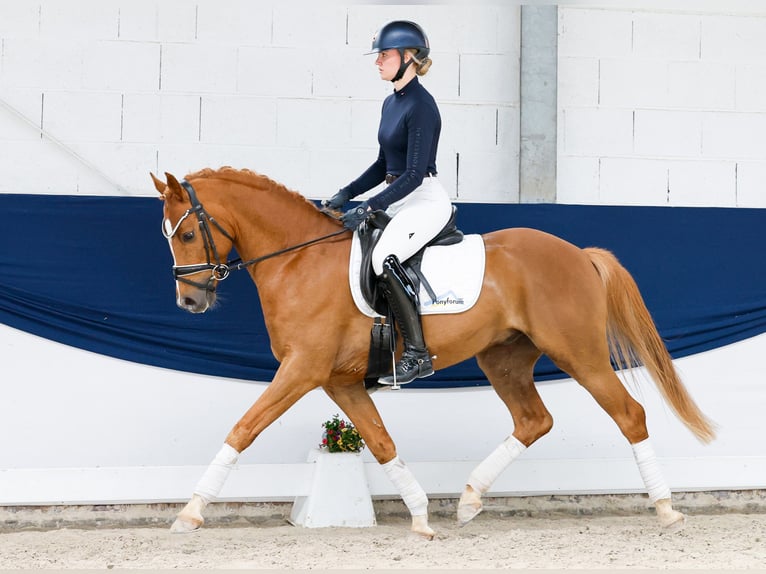 German Riding Pony Gelding 7 years 14.3 hh Chestnut-Red in Marsberg