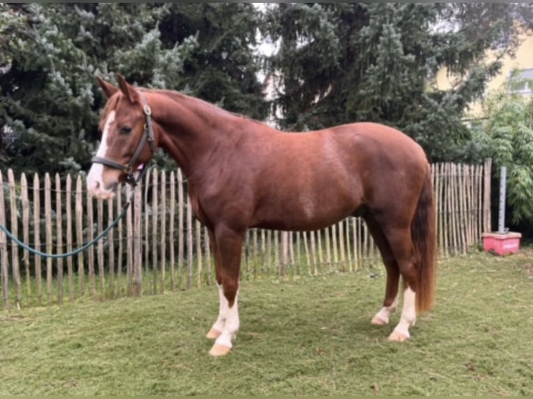 German Riding Pony Gelding 7 years 14.3 hh Chestnut-Red in NeuriedNeuried