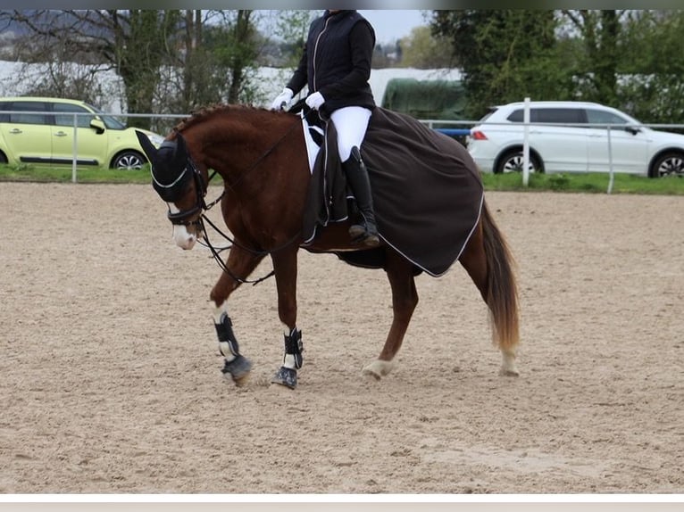German Riding Pony Gelding 7 years 14.3 hh Chestnut-Red in NeuriedNeuried