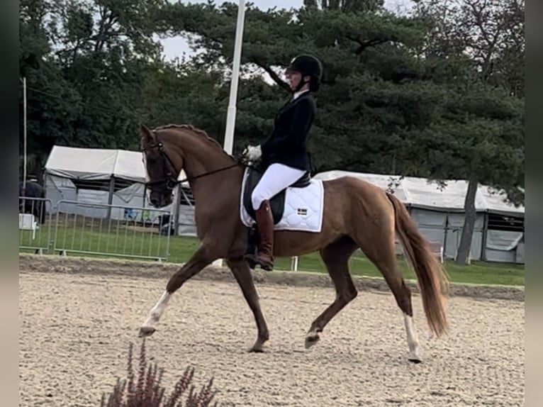 German Riding Pony Gelding 7 years 14,3 hh Chestnut-Red in Schwechatbach