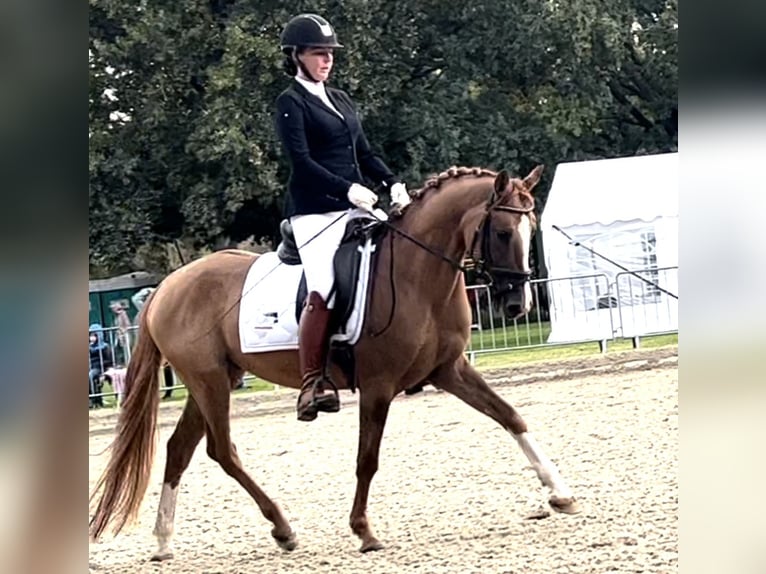 German Riding Pony Gelding 7 years 14,3 hh Chestnut-Red in Schwechatbach