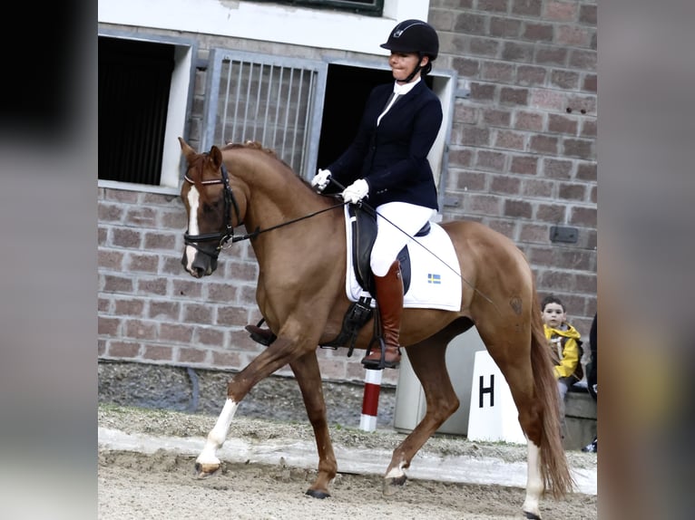 German Riding Pony Gelding 7 years 14,3 hh Chestnut-Red in Schwechatbach