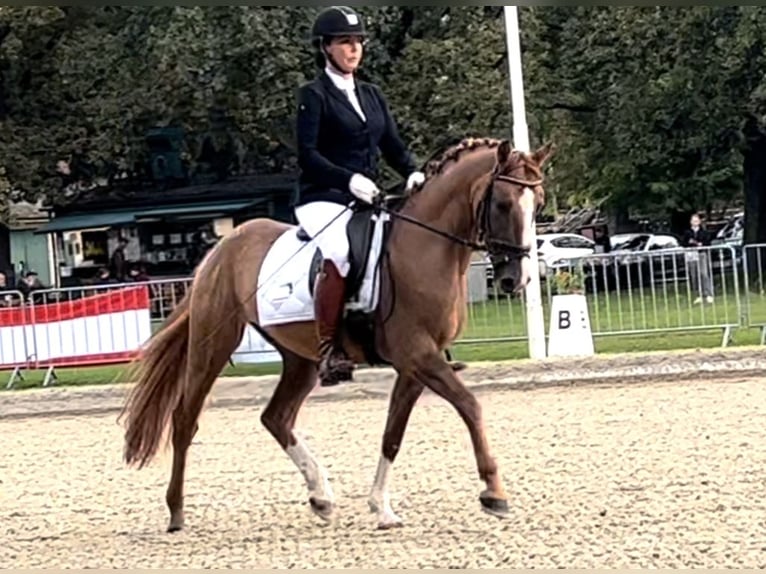 German Riding Pony Gelding 7 years 14,3 hh Chestnut-Red in Schwechatbach