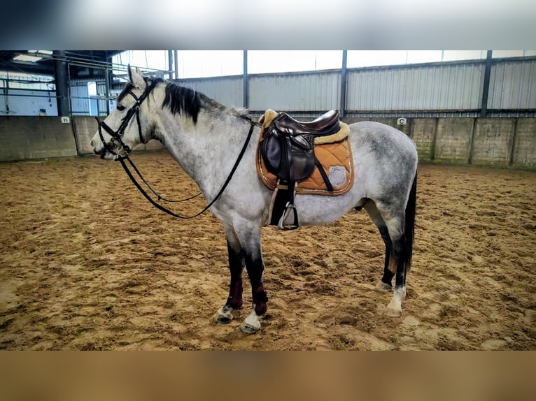 German Riding Pony Mix Gelding 7 years 14 hh Grey in Großheide Westerende