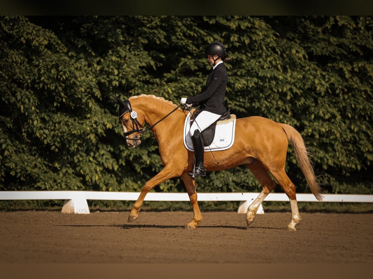 German Riding Pony Gelding 7 years 14 hh Palomino in Essen German Riding Pony Gelding 7 years 14 hh Palomino in Essen