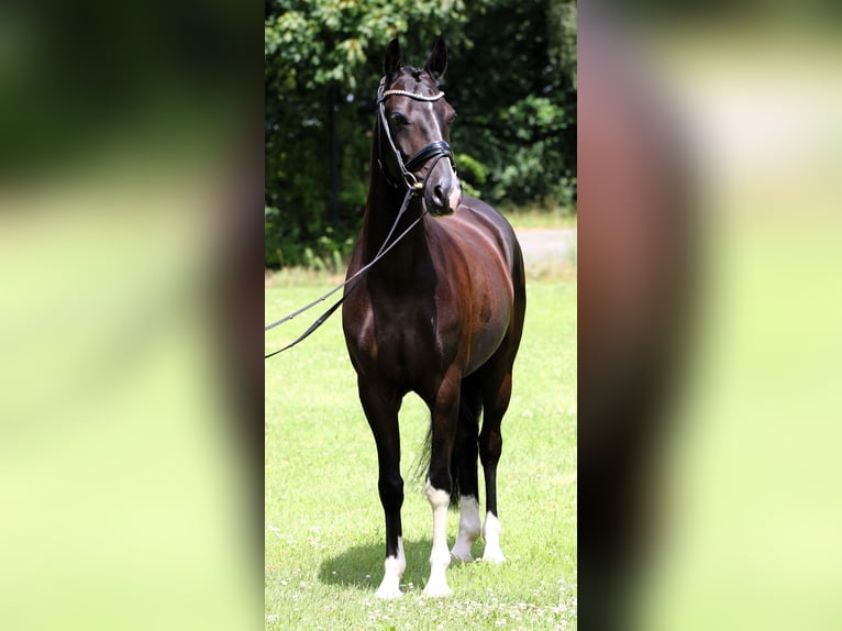 German Riding Pony Gelding 7 years 14,1 hh Black in Rehburg-Loccum M&#xFC;nchehagenLoccum