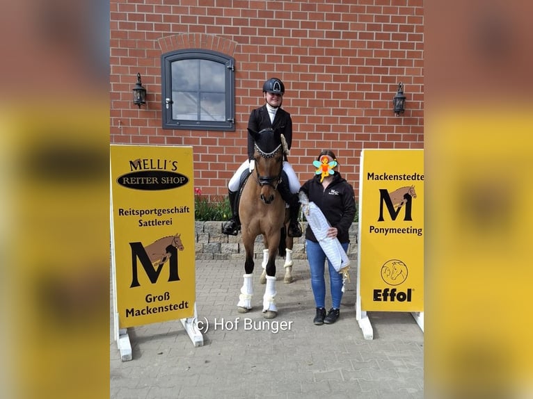 German Riding Pony Gelding 7 years 14,1 hh Brown in Friesoythe