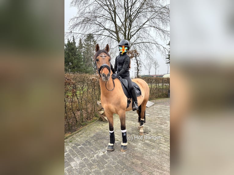 German Riding Pony Gelding 7 years 14,1 hh Brown in Friesoythe