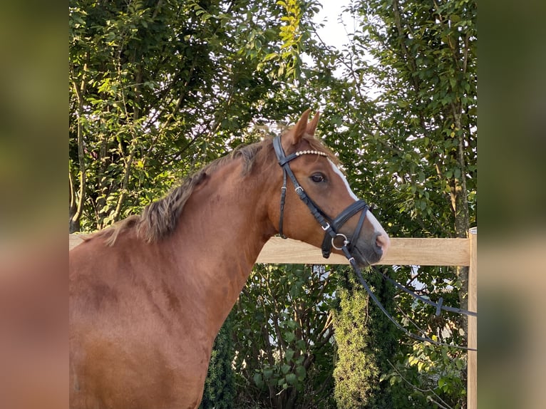 German Riding Pony Gelding 7 years 14,1 hh Chestnut-Red in Iggingen