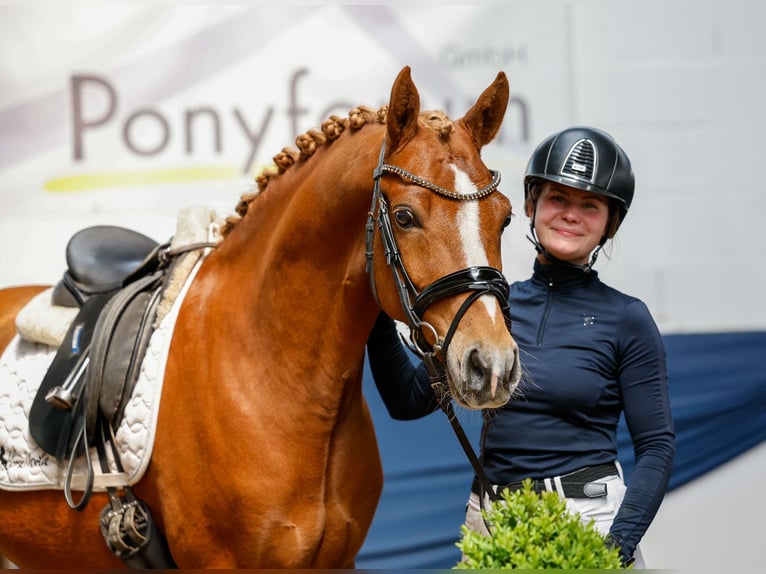 German Riding Pony Gelding 7 years 14,1 hh Chestnut-Red in Marsberg