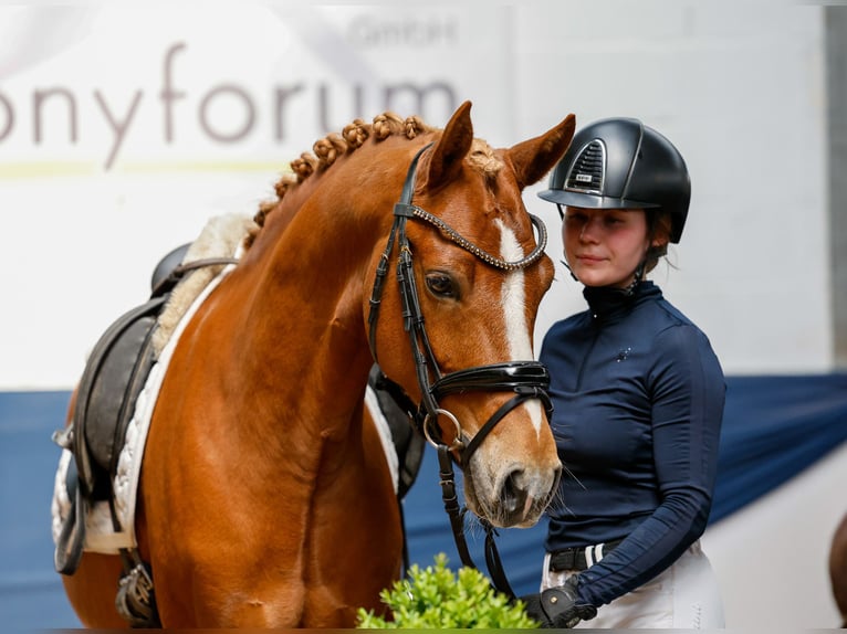 German Riding Pony Gelding 7 years 14,1 hh Chestnut-Red in Marsberg