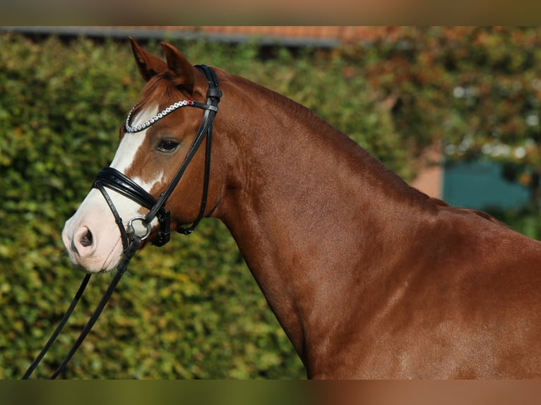 German Riding Pony Gelding 7 years 14,1 hh Chestnut-Red in Rehburg-Loccum M&#xFC;nchehagen