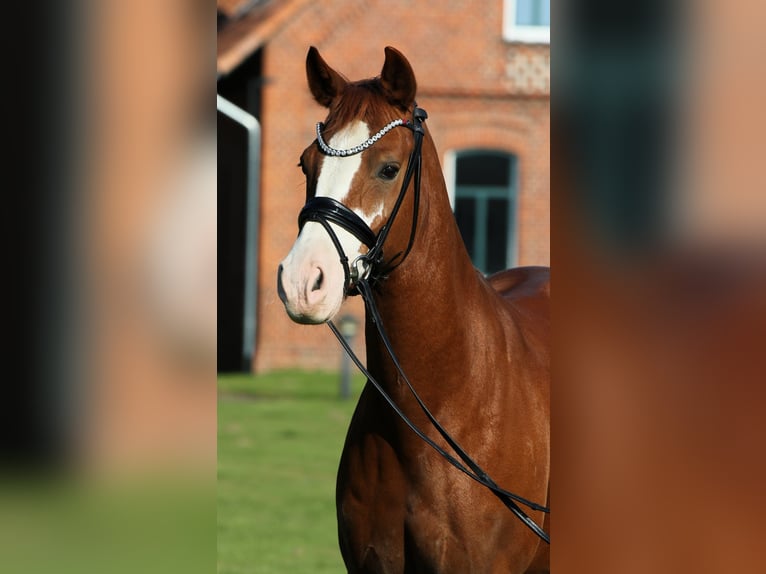 German Riding Pony Gelding 7 years 14,1 hh Chestnut-Red in Rehburg-Loccum M&#xFC;nchehagen