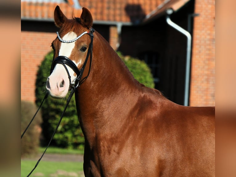 German Riding Pony Gelding 7 years 14,1 hh Chestnut-Red in Rehburg-Loccum M&#xFC;nchehagen