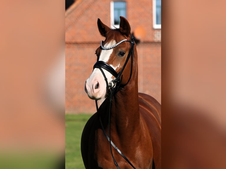 German Riding Pony Gelding 7 years 14,1 hh Chestnut-Red in Rehburg-Loccum M&#xFC;nchehagen