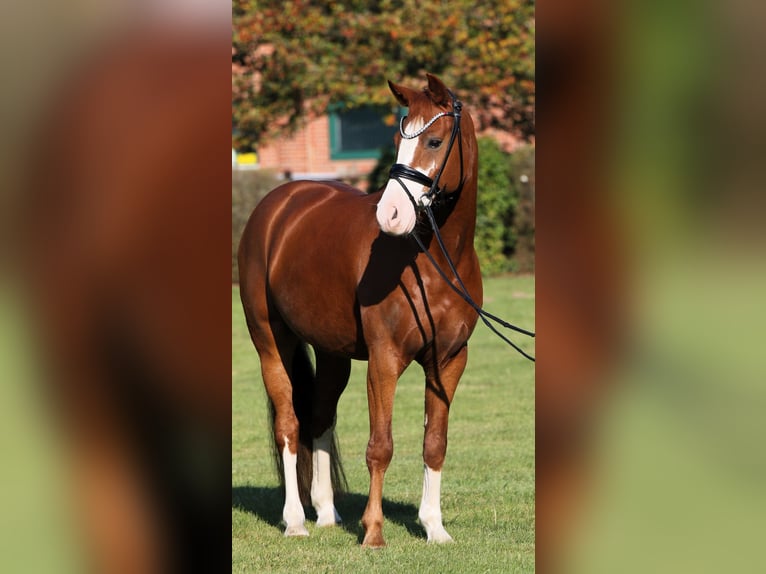 German Riding Pony Gelding 7 years 14,1 hh Chestnut-Red in Rehburg-Loccum M&#xFC;nchehagen