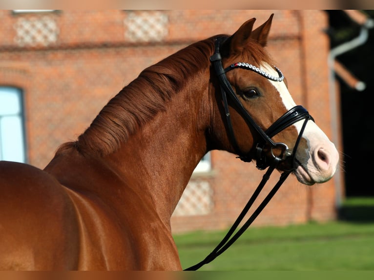 German Riding Pony Gelding 7 years 14,1 hh Chestnut-Red in Rehburg-Loccum M&#xFC;nchehagen