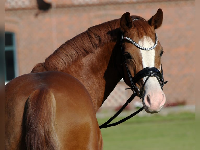 German Riding Pony Gelding 7 years 14,1 hh Chestnut-Red in Rehburg-Loccum M&#xFC;nchehagen