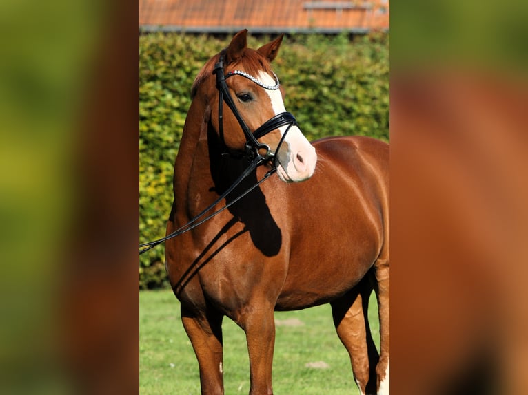 German Riding Pony Gelding 7 years 14,1 hh Chestnut-Red in Rehburg-Loccum M&#xFC;nchehagen