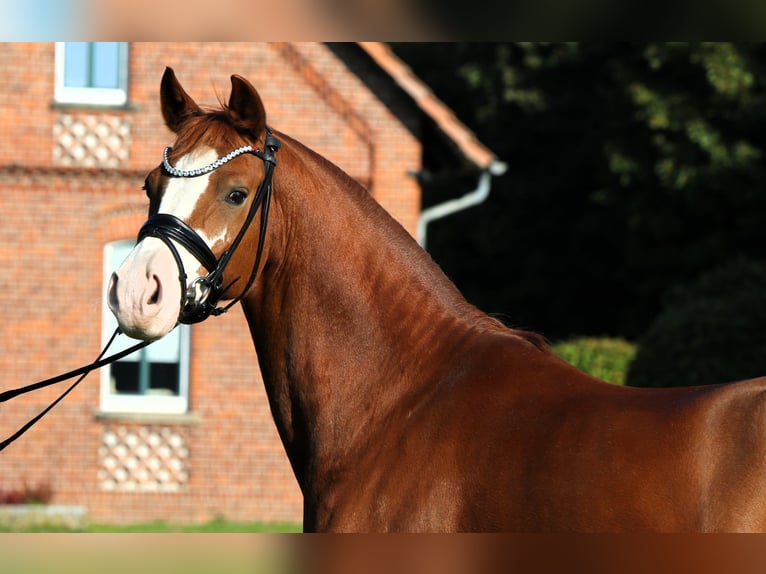 German Riding Pony Gelding 7 years 14,1 hh Chestnut-Red in Rehburg-Loccum M&#xFC;nchehagen