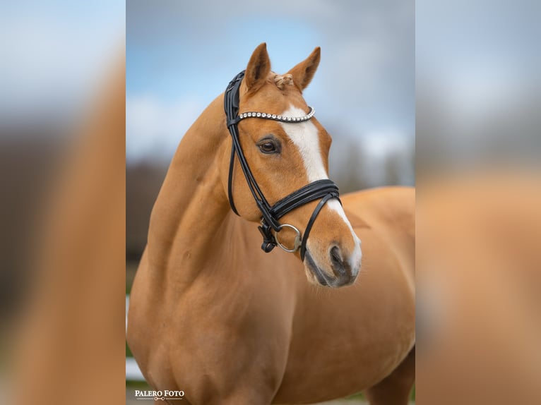 German Riding Pony Gelding 7 years 14,1 hh Palomino in Skårup