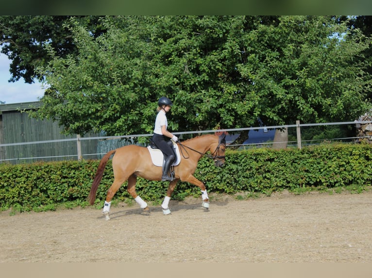 German Riding Pony Gelding 7 years 14,1 hh Red Dun in Schenefeld