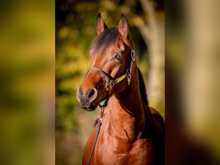 German Riding Pony Gelding 7 years 14,2 hh Brown in Dülmen
