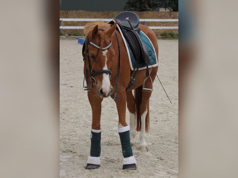 German Riding Pony Gelding 7 years 14,2 hh Chestnut-Red in Schwalmtal