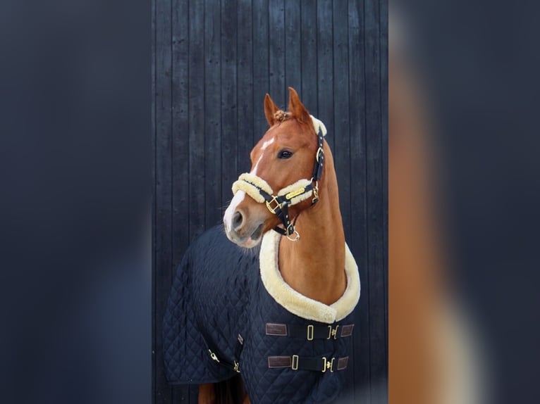 German Riding Pony Gelding 7 years 14,2 hh Chestnut-Red in Schwalmtal