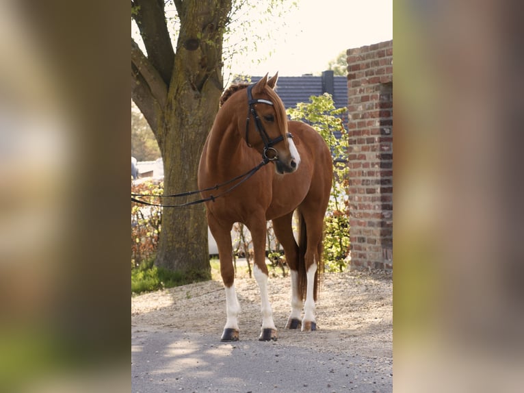 German Riding Pony Gelding 7 years 14,2 hh Chestnut-Red in Schwalmtal