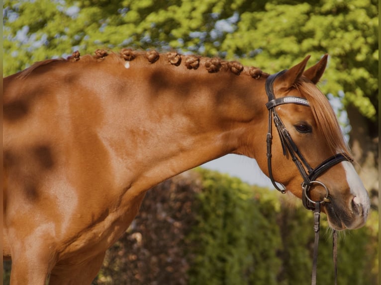 German Riding Pony Gelding 7 years 14,2 hh Chestnut-Red in Schwalmtal